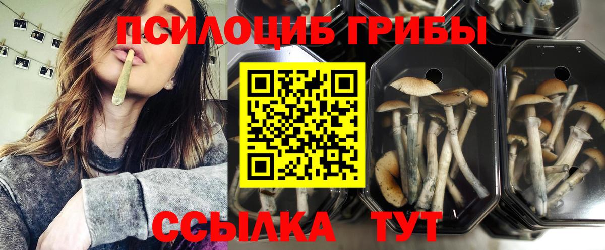 Псилоцибиновые грибы Psilocybine cubensis Кириши